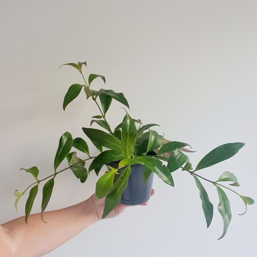 Aeschynanthus radicans (planta de lápiz labial) | Planta de interior