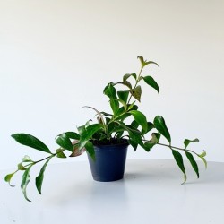 Aeschynanthus radicans (planta de lápiz labial) | Planta de interior