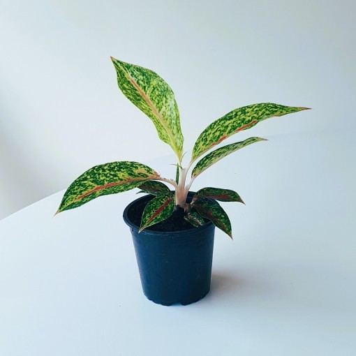 Planta de interior Aglaonema Night Sparkle