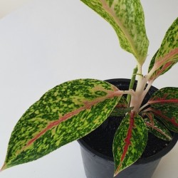 Planta de interior Aglaonema Night Sparkle