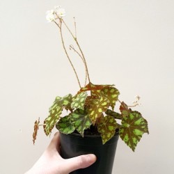 Begonia Tiger Paws, planta de interior con pestañas