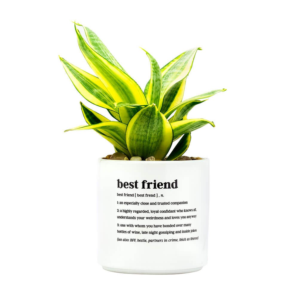 Planter Mejor Amigo Definido