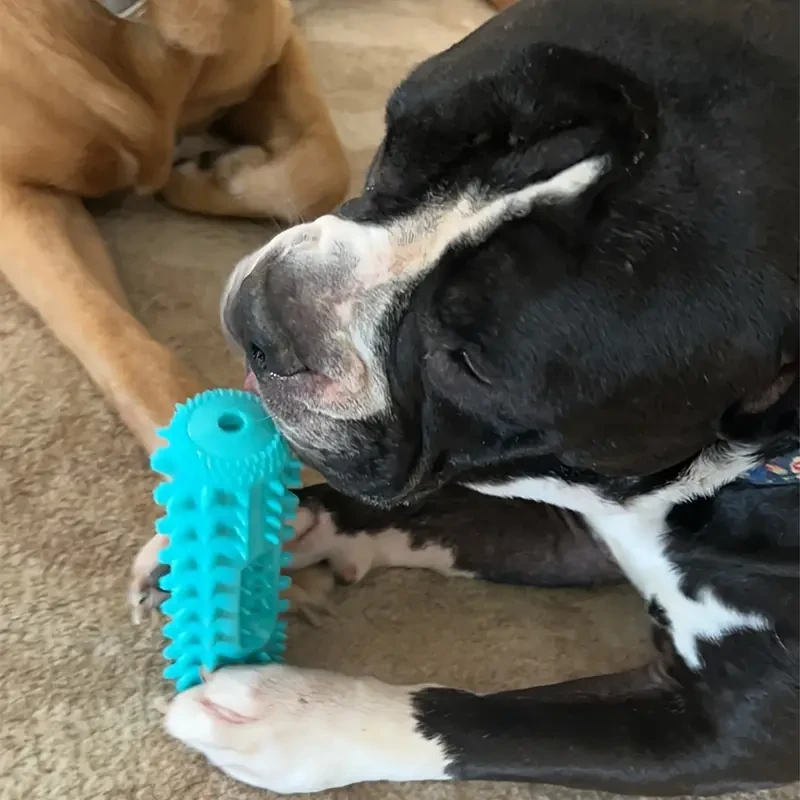 Cepillo de dientes para perros duradero, palo masticable molar