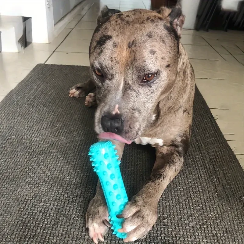 Cepillo de dientes para perros duradero, palo masticable molar