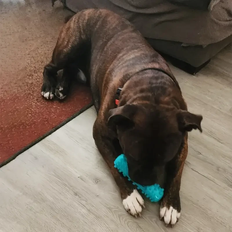 Cepillo de dientes para perros duradero, palo masticable molar