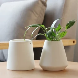 Plantas verdes de cerámica blanca