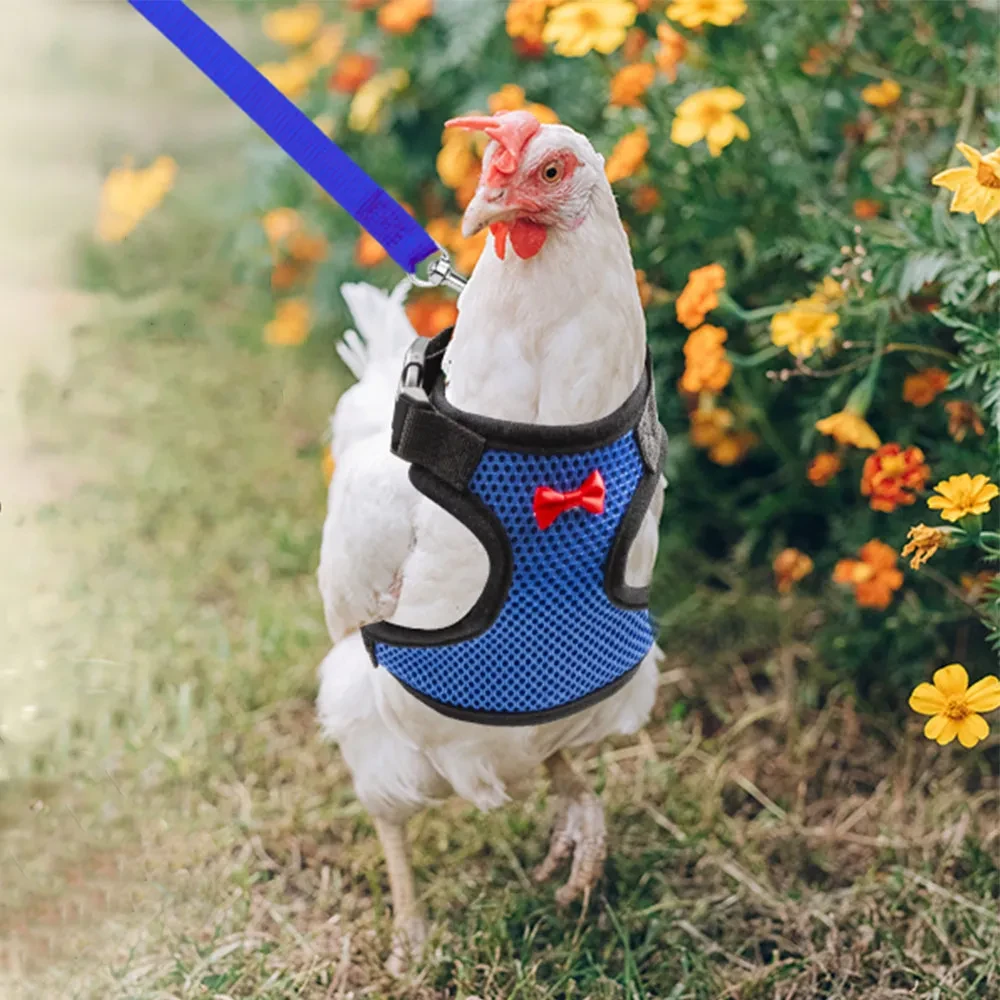Ropa para gallinas, patos, pollos, aves de corral, chaleco para gallinas, cinturón para gallinas, arnés para mascotas, collares a juego, lazos, suministros para aves de corral