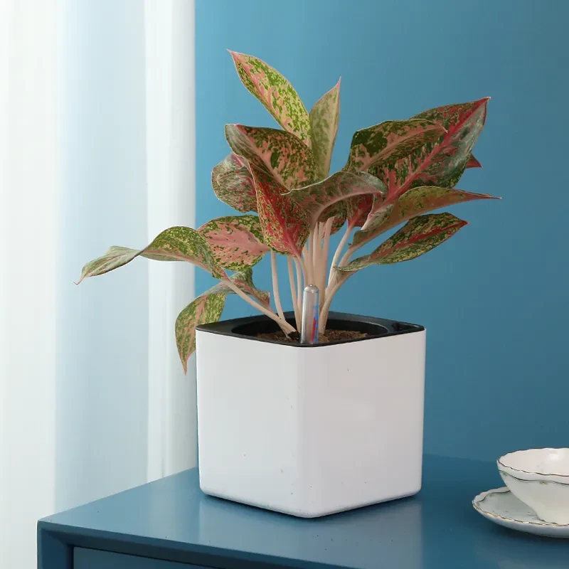 Maceta automática con absorción de agua