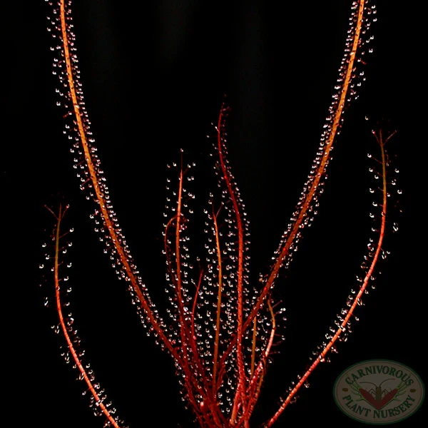 Drosera Filiformis Forma roja