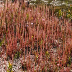 Drosera Filiformis Forma roja