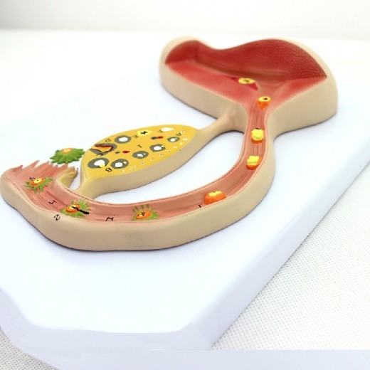 Modelo de regalo promocional sobre el proceso de formación del óvulo fecundado. Modelo de enseñanza para la formación reproductiva.
