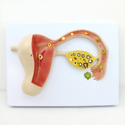 Modelo de regalo promocional sobre el proceso de formación del óvulo fecundado. Modelo de enseñanza para la formación reproductiva.