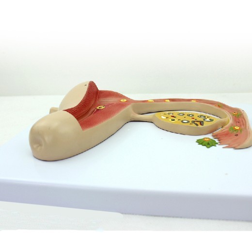 Modelo de regalo promocional sobre el proceso de formación del óvulo fecundado. Modelo de enseñanza para la formación reproductiva.