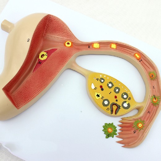 Modelo de regalo promocional sobre el proceso de formación del óvulo fecundado. Modelo de enseñanza para la formación reproductiva.