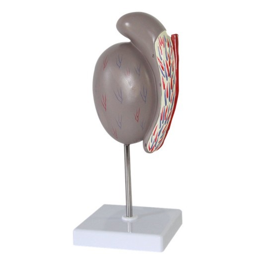 Modelo testicular Modelo de guía de la estructura testicular