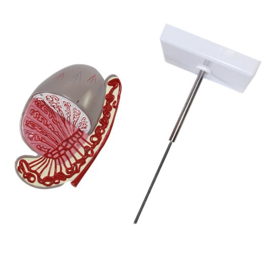 Modelo testicular Modelo de guía de la estructura testicular