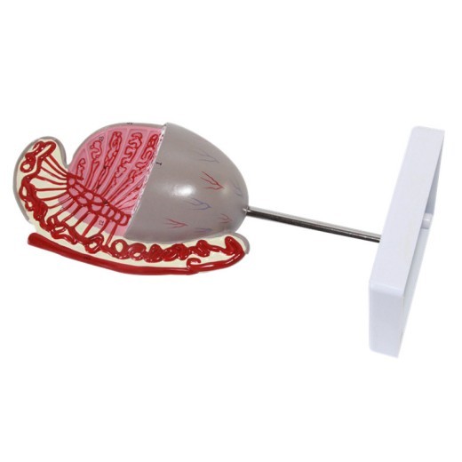 Modelo testicular Modelo de guía de la estructura testicular