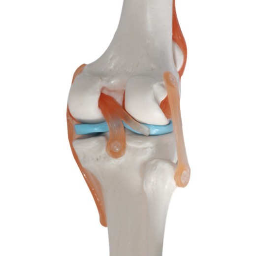 Modelo de entrenamiento de la articulación de la rodilla humana