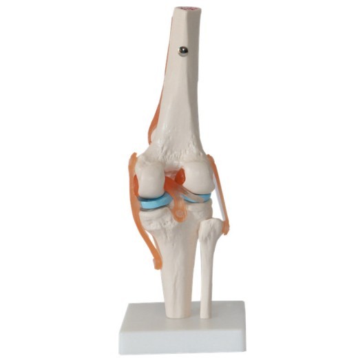 Modelo de entrenamiento de la articulación de la rodilla humana