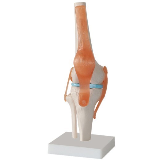Modelo de entrenamiento de la articulación de la rodilla humana