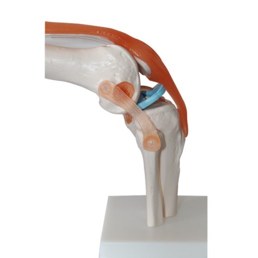 Modelo de entrenamiento de la articulación de la rodilla humana