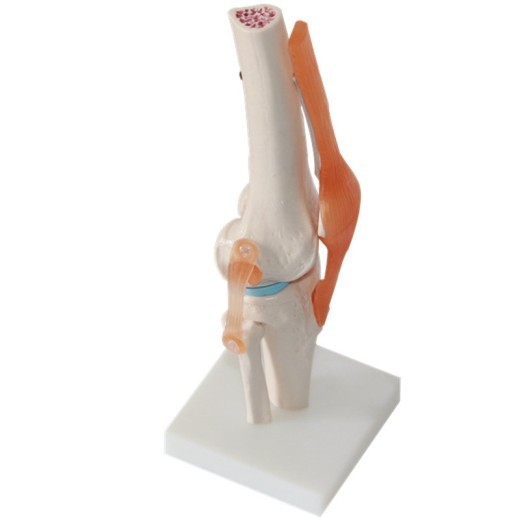 Modelo de entrenamiento de la articulación de la rodilla humana