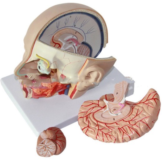 Modelo anatómico de cabeza humana con modelo de cerebro.