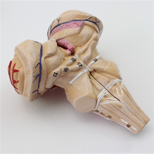 Modelo cerebral de 9 partes con modelo anatómico de arteria