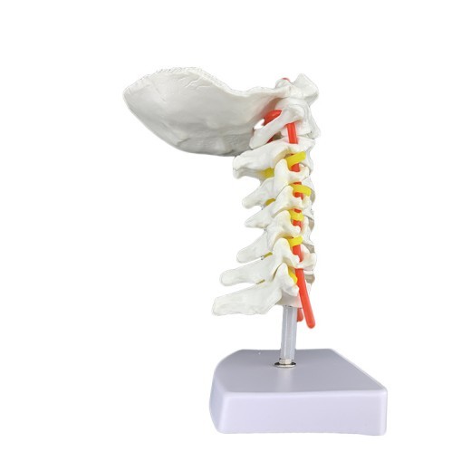 Modelo de espécimen de columna cervical humana con arteria carótida