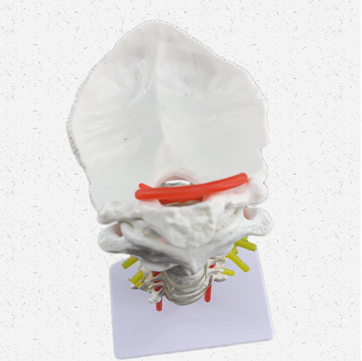 Modelo de espécimen de columna cervical humana con arteria carótida