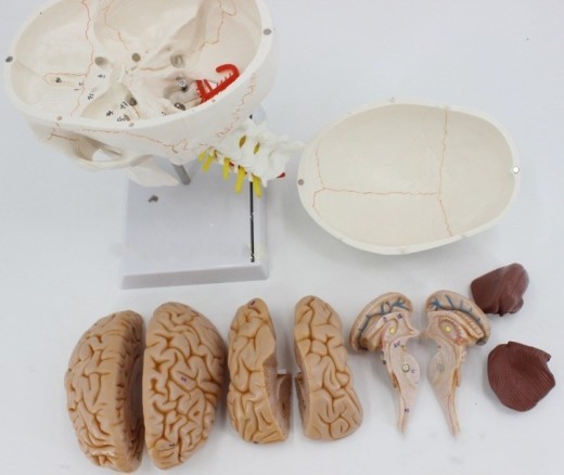 Modelo de cráneo humano con sutura ósea y modelo de columna cervical