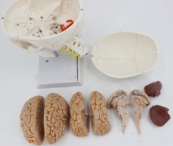 Modelo de cráneo humano con sutura ósea y modelo de columna cervical