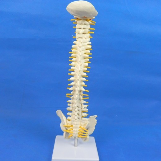 Modelo de columna vertebral Modelo pequeño de columna vertebral Columna lumbar humana 40 cm