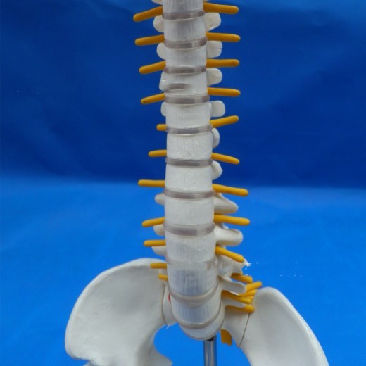 Modelo de columna vertebral Modelo pequeño de columna vertebral Columna lumbar humana 40 cm