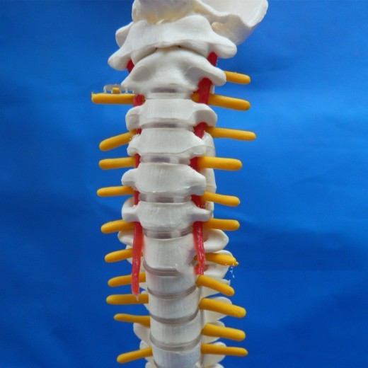 Modelo de columna vertebral Modelo pequeño de columna vertebral Columna lumbar humana 40 cm