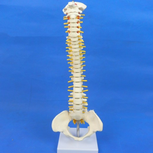 Modelo de columna vertebral Modelo pequeño de columna vertebral Columna lumbar humana 40 cm