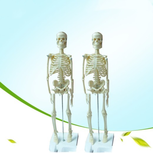 Modelo de esqueleto humano anatómico de 45 cm