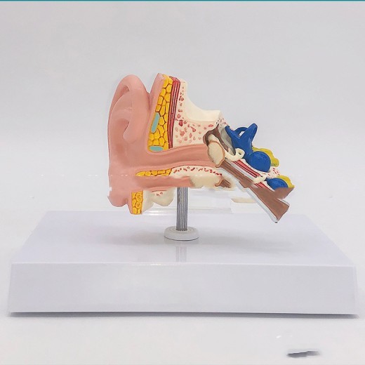 Modelo anatómico del oído humano