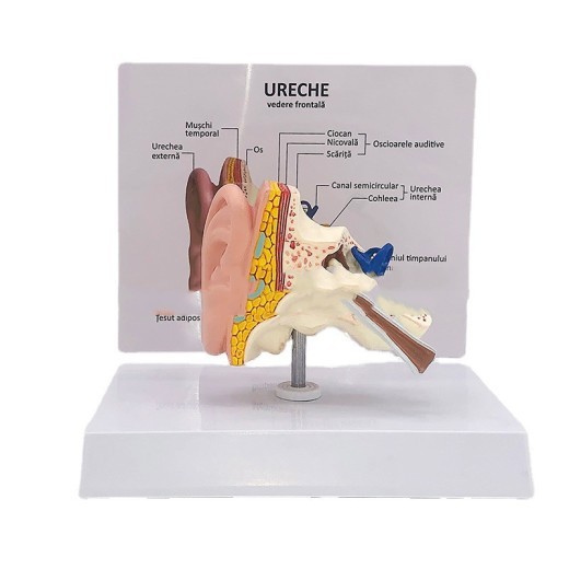 Modelo anatómico del oído humano