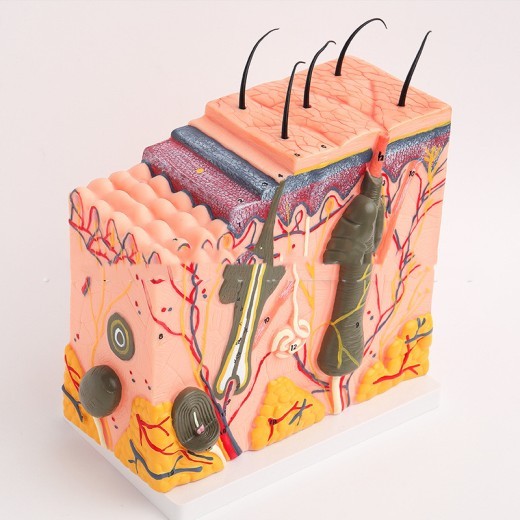 Modelo anatómico de aumento de la estructura del tejido de la piel humana para cirugía plástica y estética.