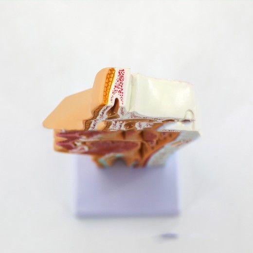 Modelo anatómico de la cavidad nasal, la cavidad oral, la faringe y la laringe humanas