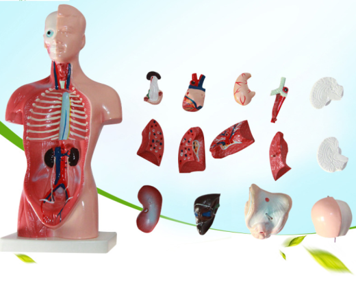 Modelo de cuerpo humano, torso de 28 cm, modelo anatómico de órganos internos humanos, material didáctico médico, esqueleto, juguetes educativos para niños.