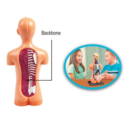 Órganos internos del cuerpo médico infantil