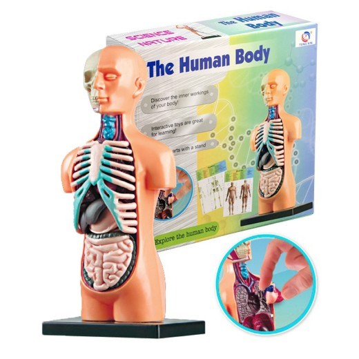 Órganos internos del cuerpo médico infantil