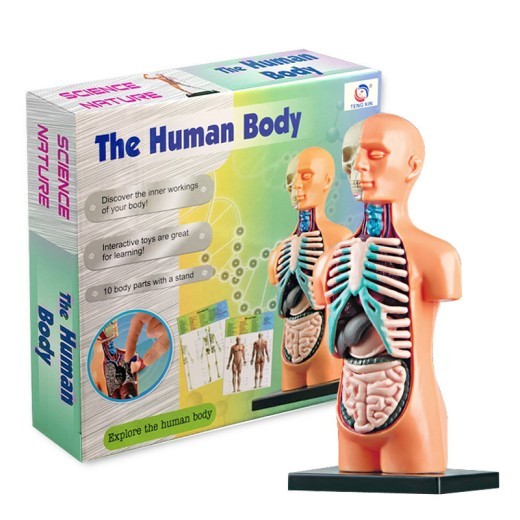 Órganos internos del cuerpo médico infantil