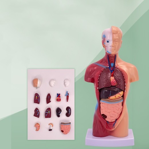 Esqueleto de material didáctico médico desmontable visceral