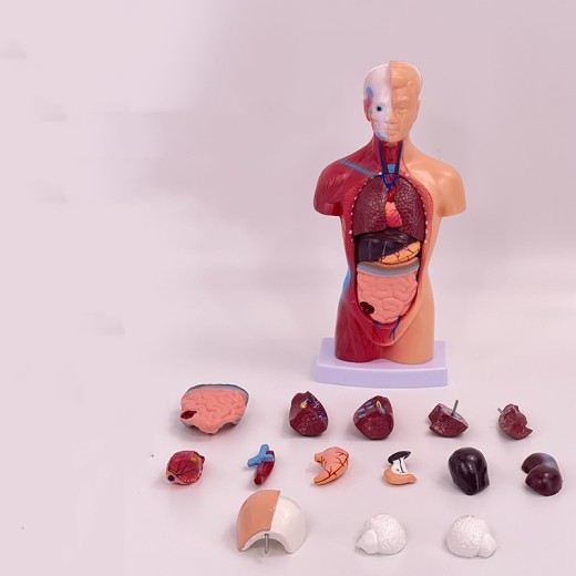 Esqueleto de material didáctico médico desmontable visceral