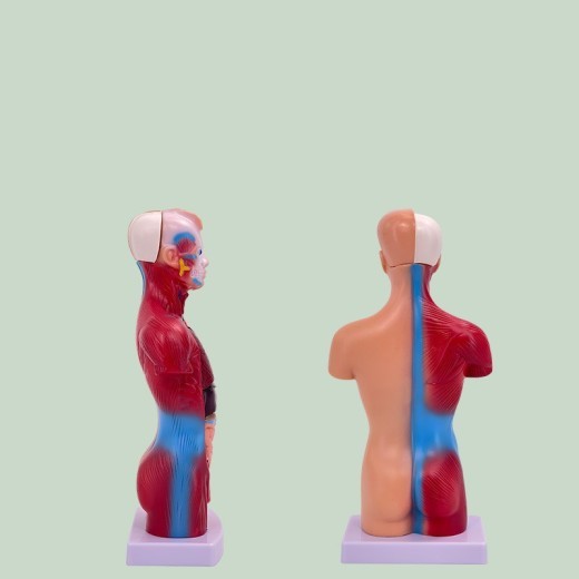 Esqueleto de material didáctico médico desmontable visceral