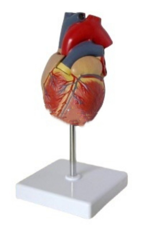 Modelo de corazón B - Ultrasonido médico
