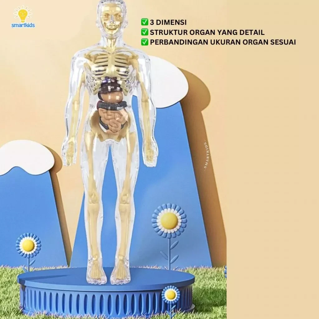Juguete rompecabezas modelo 3D cuerpo humano educación niños ciencia aprendizaje anatomía cuerpo huesos órgano ciencia STEM arreglo bricolaje